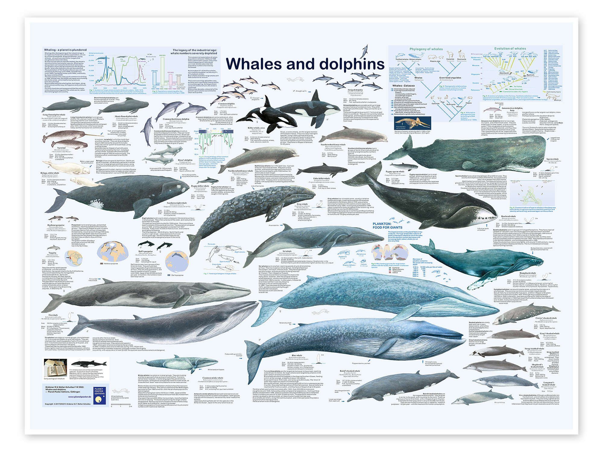 Posterlounge Плакат Planet Плакат Editions, Wale und Delfine (englisch), Klassenzimmer Maritim Kindermotive