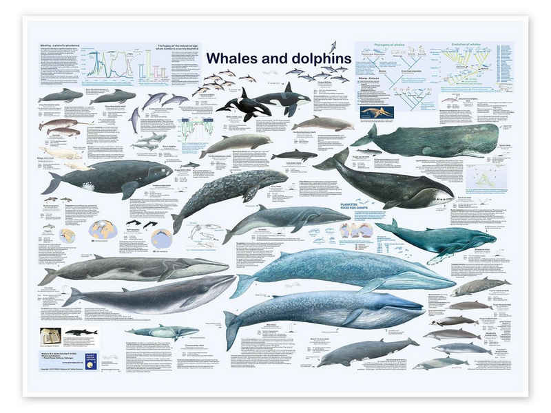 Posterlounge Poster Planet Poster Editions, Wale und Delfine (englisch), Kinderzimmer Maritim Kindermotive