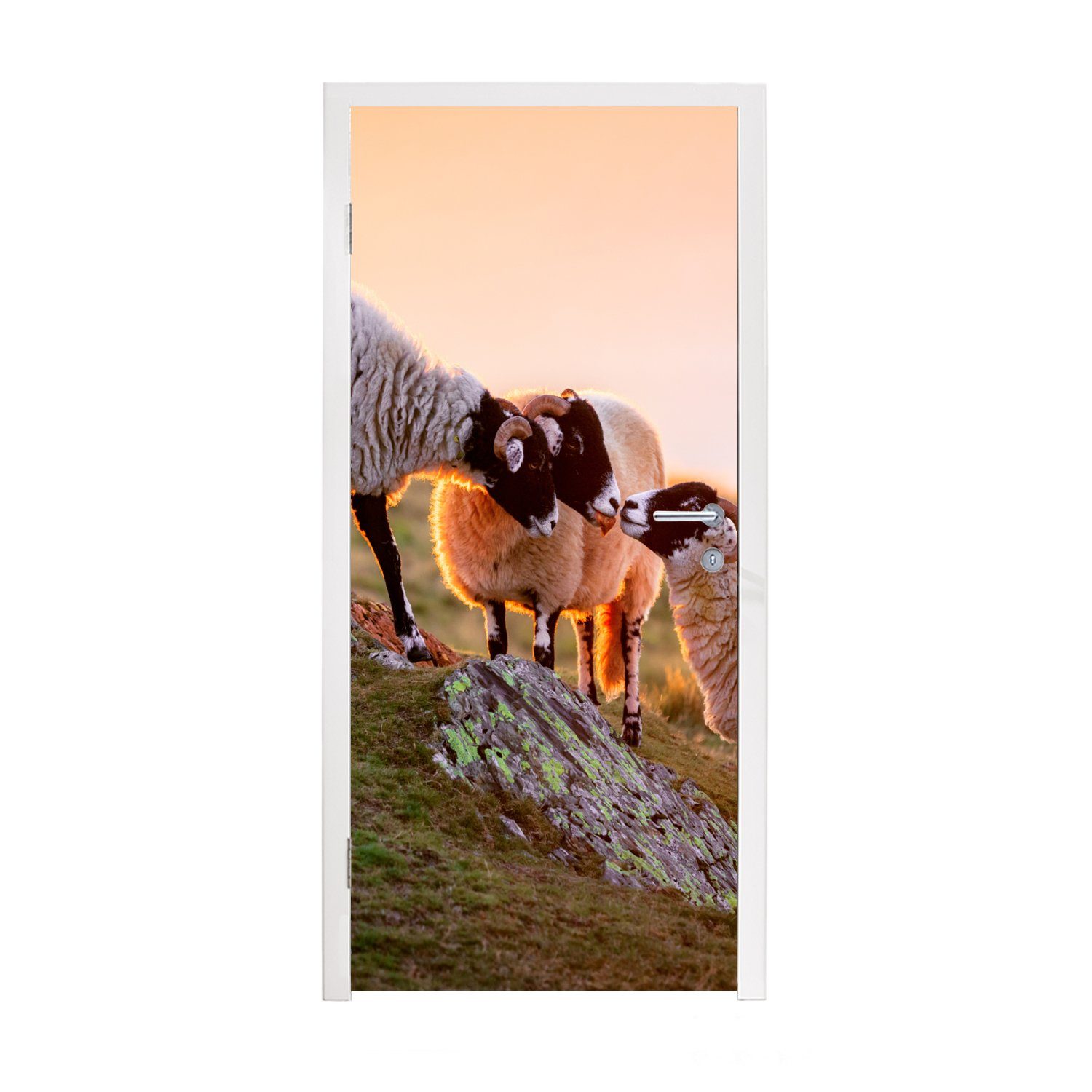 Tiere - Türtapete Sonnenuntergang, (1 75x205 Schafe Türaufkleber, St), Matt, bedruckt, cm für Fototapete - Tür, MuchoWow