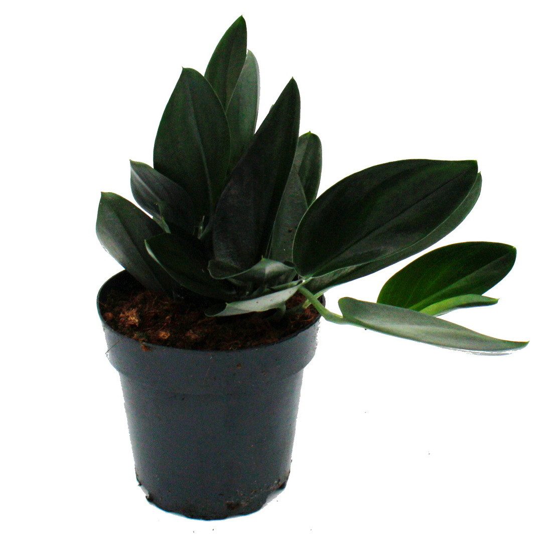Exotenherz Zimmerpflanze Scindapsus treubii "Dark Form" - schwarze Efeutute - 12cm Topf – Bild 2 von 3