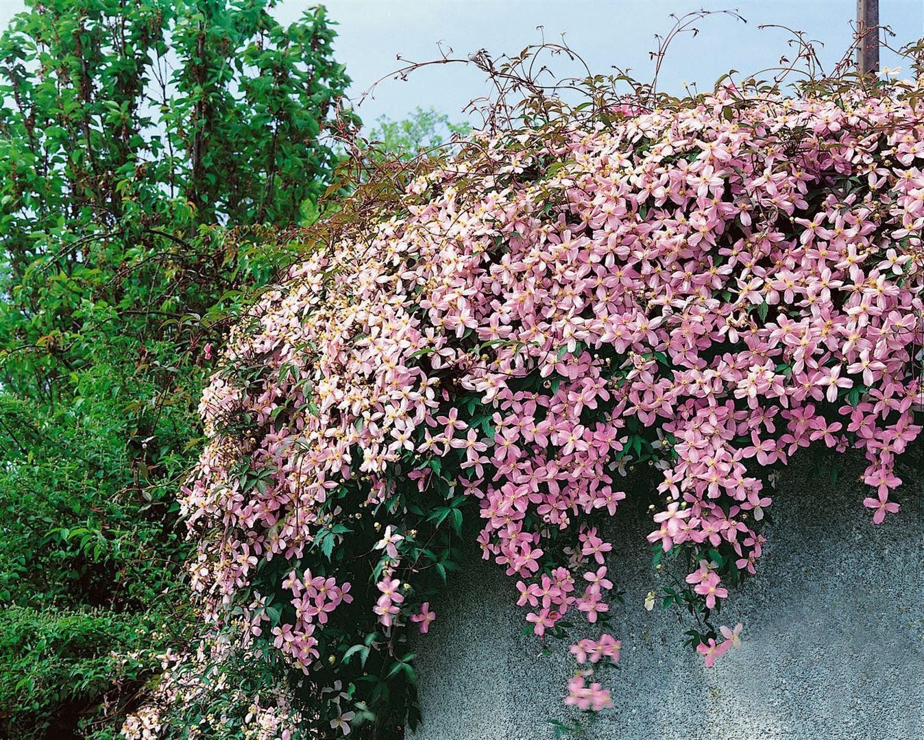 Pflanzen für Dich Kletterpflanze Clematis montana Pink Perfection, 1 St., Berg-Waldrebe, Anemonen-Waldrebe, rosablühend, kletterpflanze