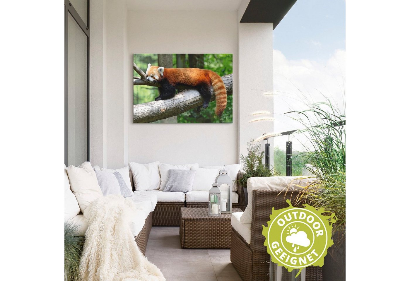 Artland Wandbild »Roter Panda«, Wildtiere (1 Stück), in vielen Größen & Produktarten - Alubild / Outdoorbild für den Außenbereich, Leinwandbild, Poster, Wandaufkleber / Wandtattoo auch für Badezimmer geeignet-kaufen