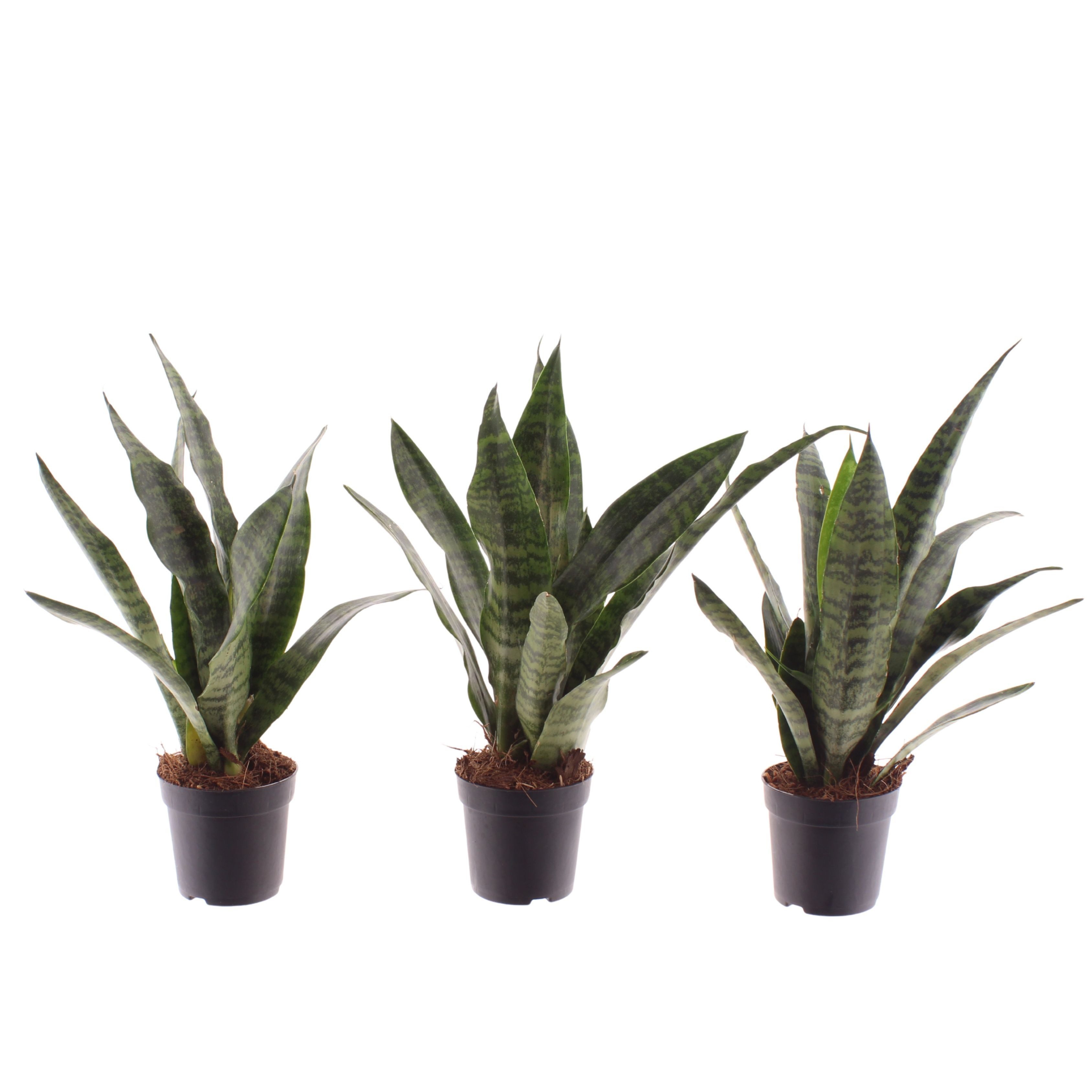 meinvipshop Zimmerpflanze Bogenhanf Sansevieria trifasciata Black Coral 3er günstig online kaufen