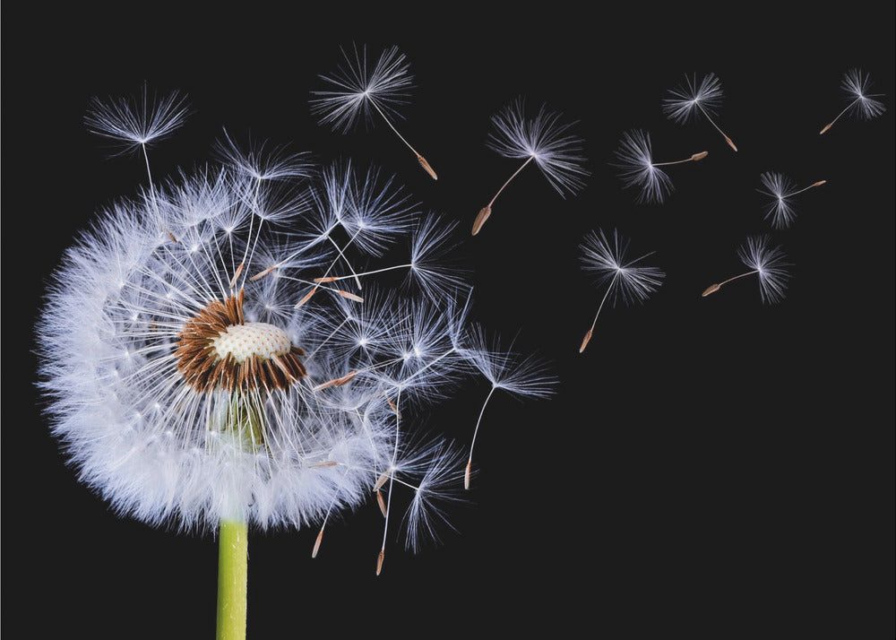 Papermoon Poster "Dandelion Blowing" von Bess Hamiti, 250 g/m² Galeriedruck, Mit oder ohne Rahmen, brillante UV-beständige Farben, Made in Germany