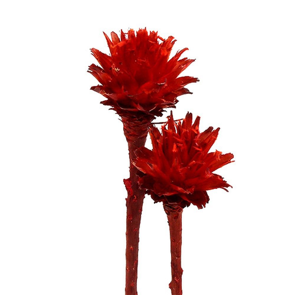 Trockenblume Plumosum 1 Rot 25 St Dekorative Trockenblume Weihnachtskranz, 25 Stück, Florists Products, Höhe 30 cm