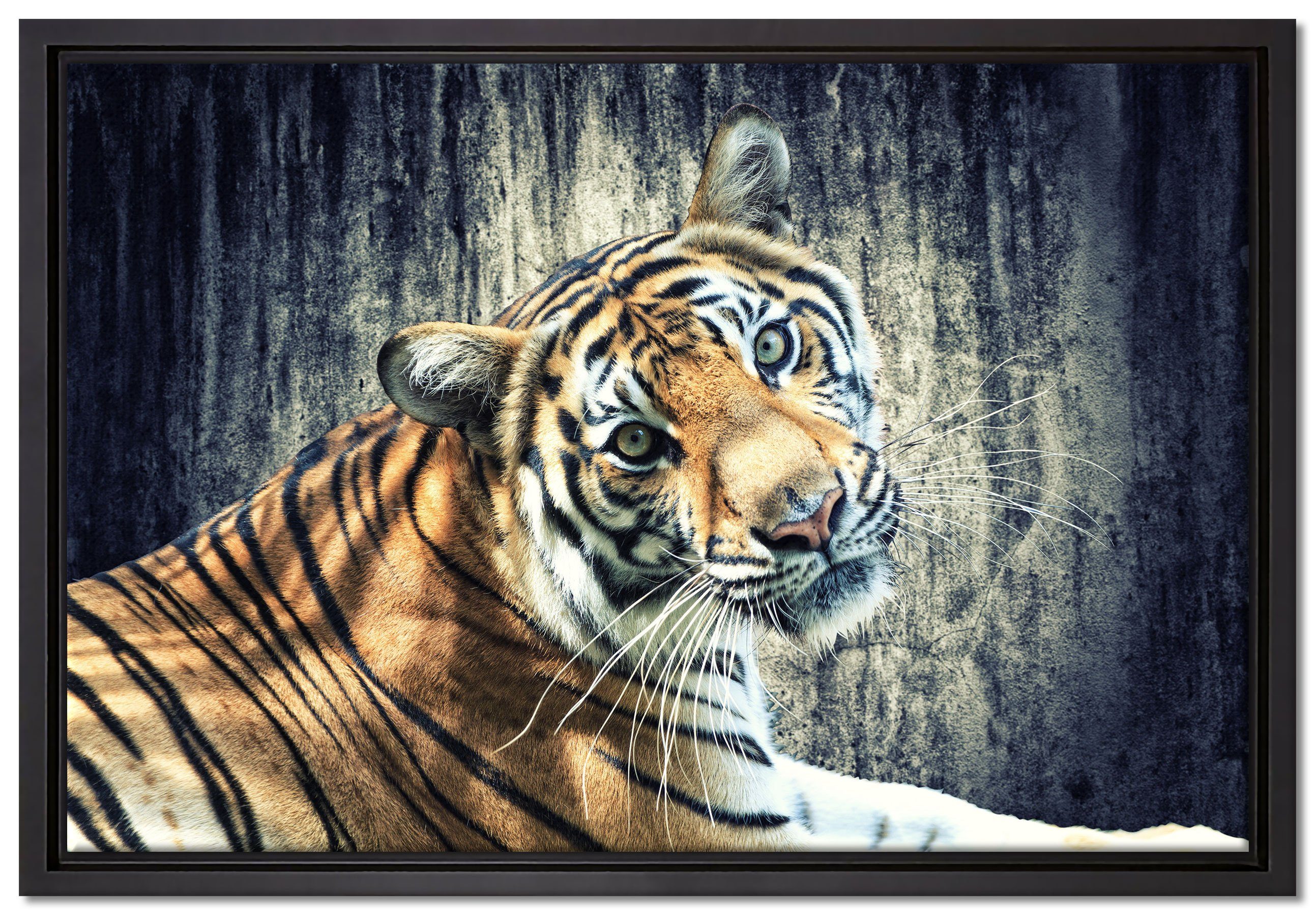 Pixxprint Leinwandbild Neugieriger Tiger, Wanddekoration (1 St), Leinwandbild fertig bespannt, in einem Schattenfugen-Bilderrahmen gefasst, inkl. Zackenaufhänger