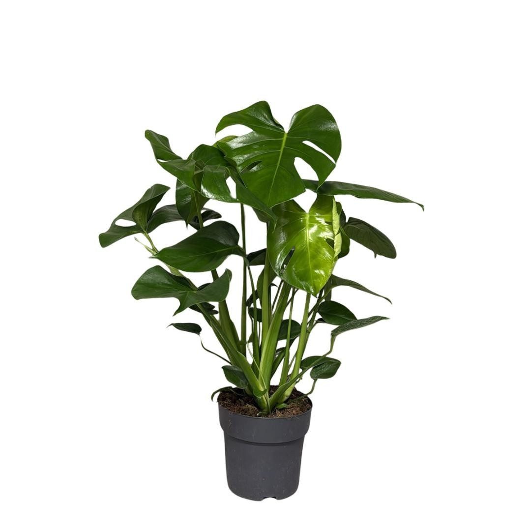meinvipshop Zimmerpflanze Monstera deliciosa 40cm Zimmerpflanze, 50cm hoch