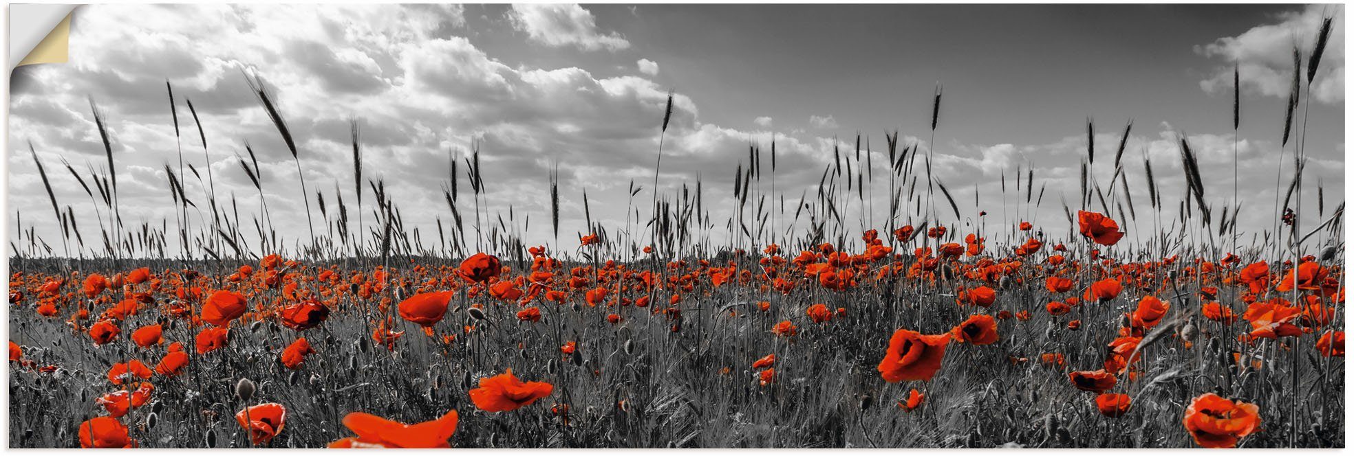 versch. Blumenwiese oder Wandaufkleber St), colorkey, Artland Wandbild in als (1 Alubild, Poster Leinwandbild, Größen in Mohnblumenfeld