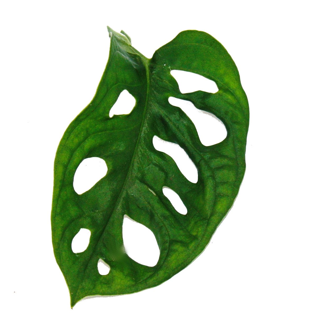 Exotenherz Zimmerpflanze Fensterblatt - Monstera "Monkey Mask" - 12cm Topf – Bild 2 von 2
