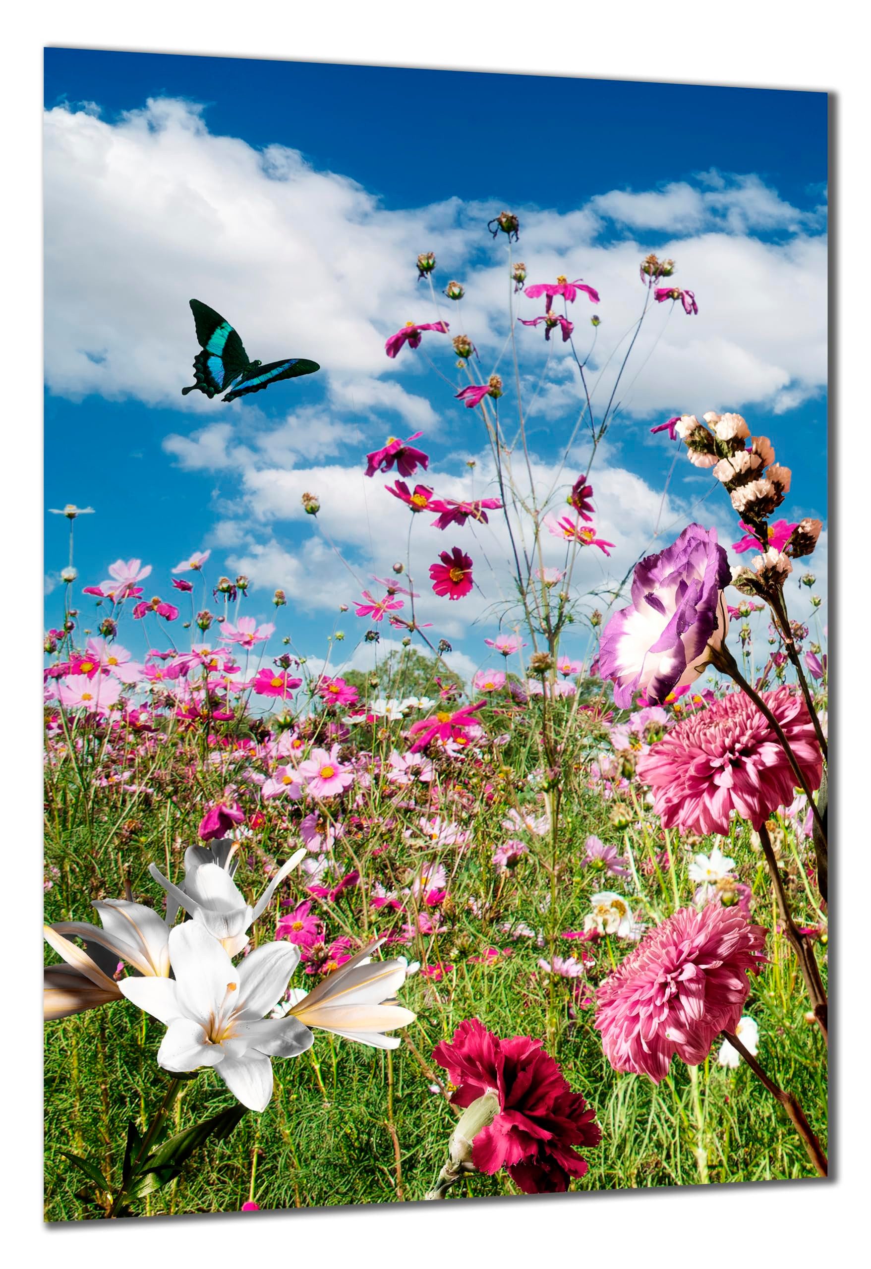 DARO Design Wandbild Blumenwiese Wandbilder Wand Deko Bilder Geschenk Leinwandbild, (Blumenwiese Schmetterling rosa - Bild klein Wohnzimmer Schlafzimmer Büro Flur Esszimmer Einteilig Querformat Fotodruck Blumenwiese), 30x20 cm