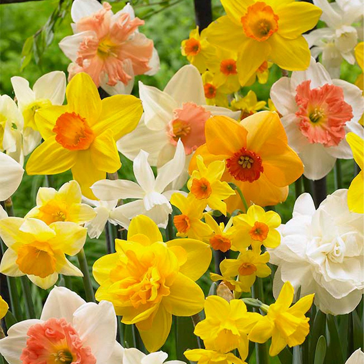 Bloomique Blumenzwiebeln 15er-Mix - Narzisse - Narzisse - Blumenmischung für den ganzen Frühlin, (15-St)