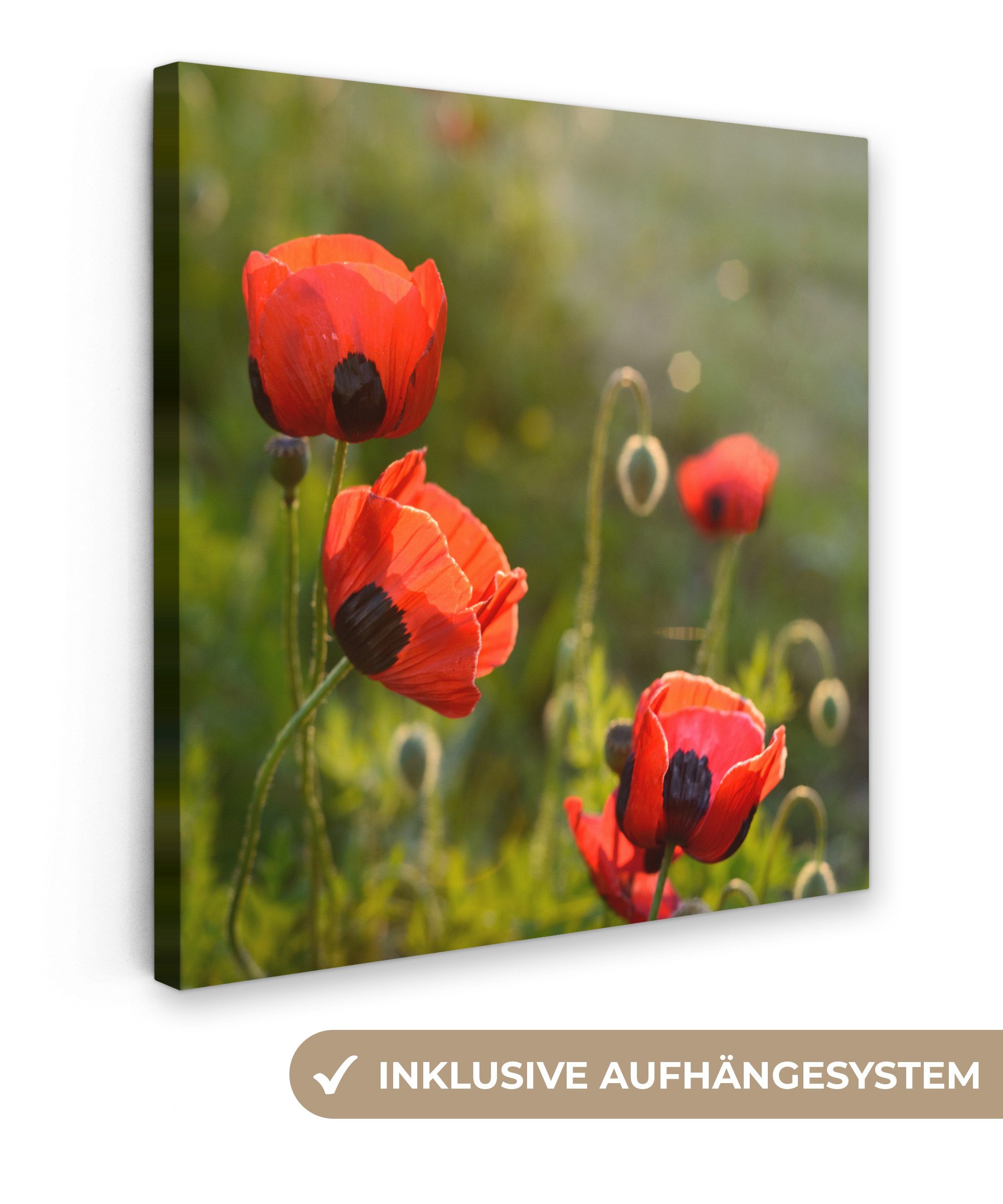 OneMillionCanvasses® Leinwandbild Mohnblumen bei Sonnenuntergang, Fotodruck günstig online kaufen