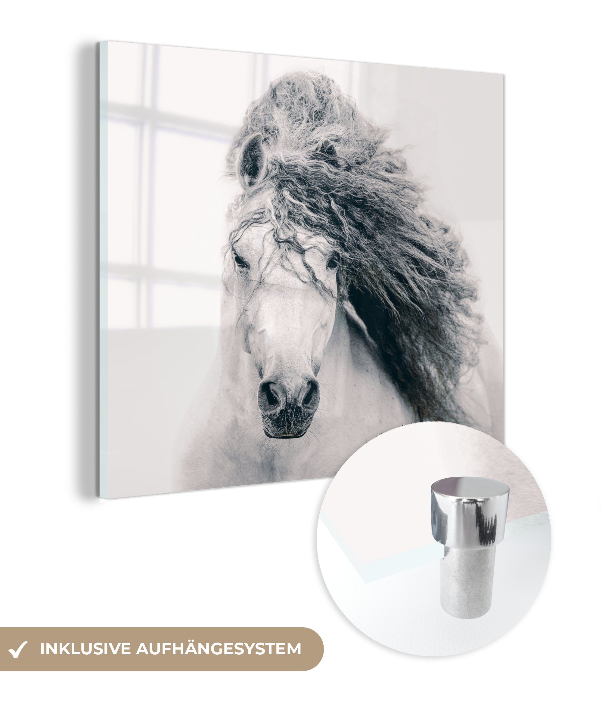 MuchoWow Acrylglasbild Pferd - Weiß - Haar, (1 St), Glasbilder - Bilder auf Glas Wandbild - Foto auf Glas - Wanddekoration