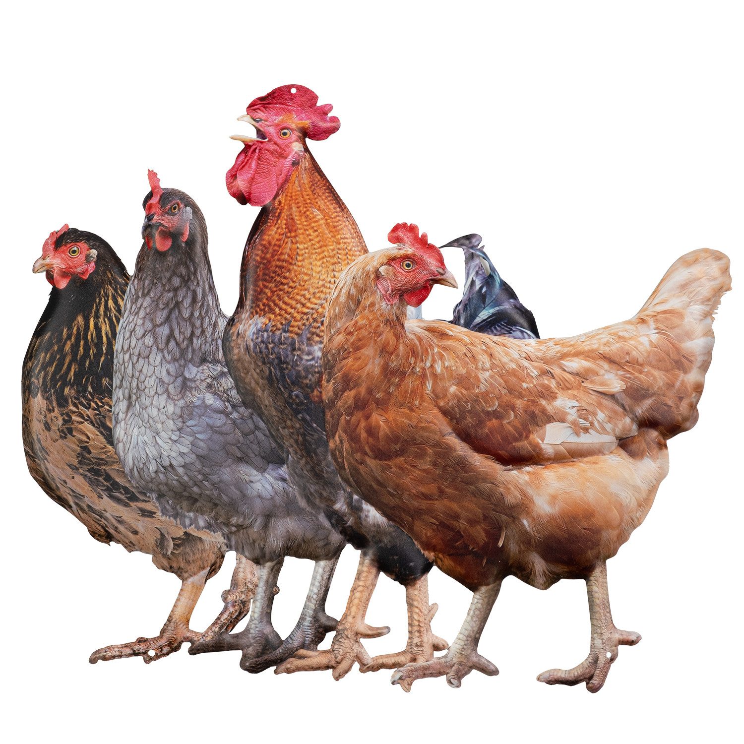 Moritz Metallschild Blechschild 50 x 41 cm 4 Hühner, Vintage Retro Deko Sch günstig online kaufen