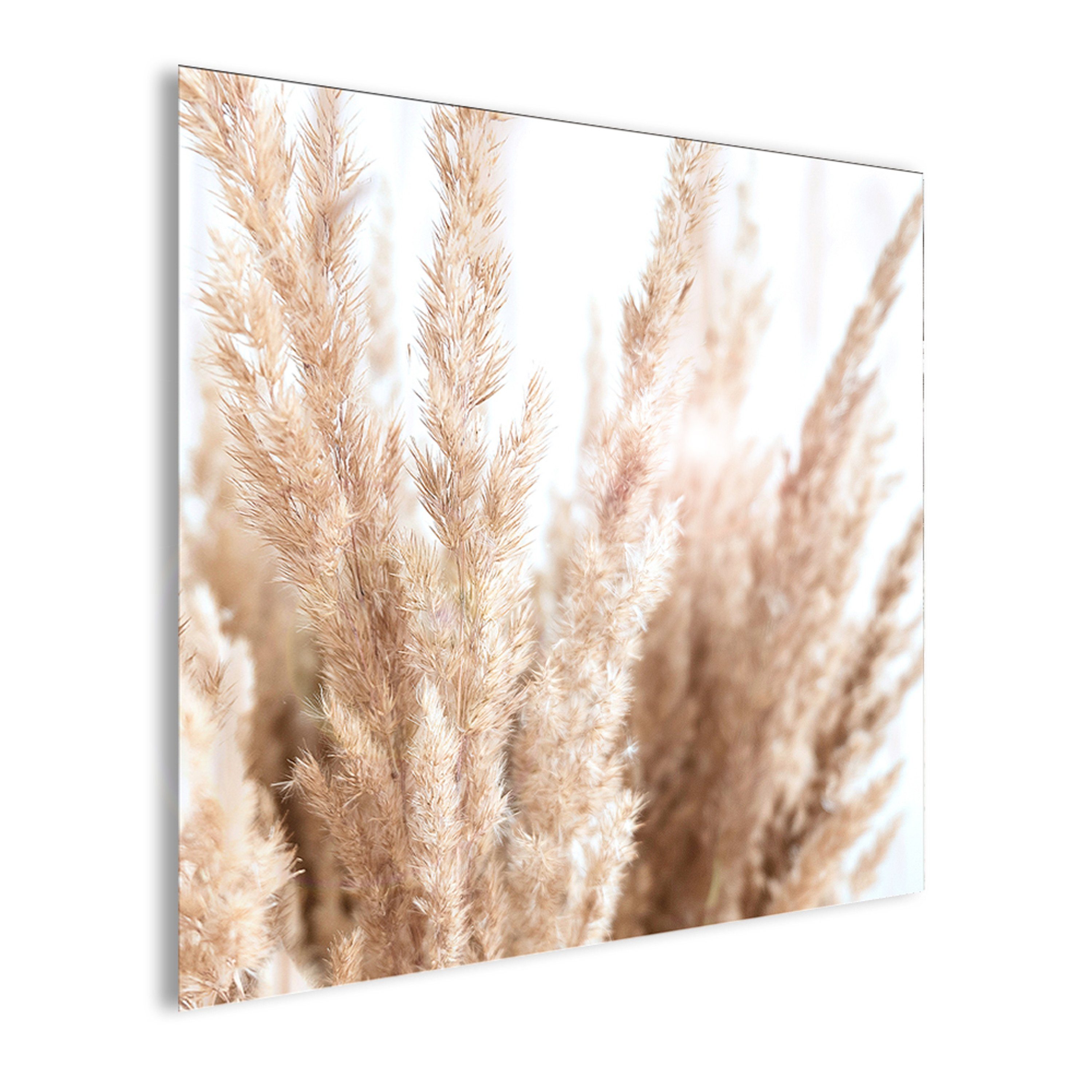 beige Natur Bild Natur: Pamapasgras Gräser Glasbild beige 30x30cm Gräser Glasbild artissimo weiß,