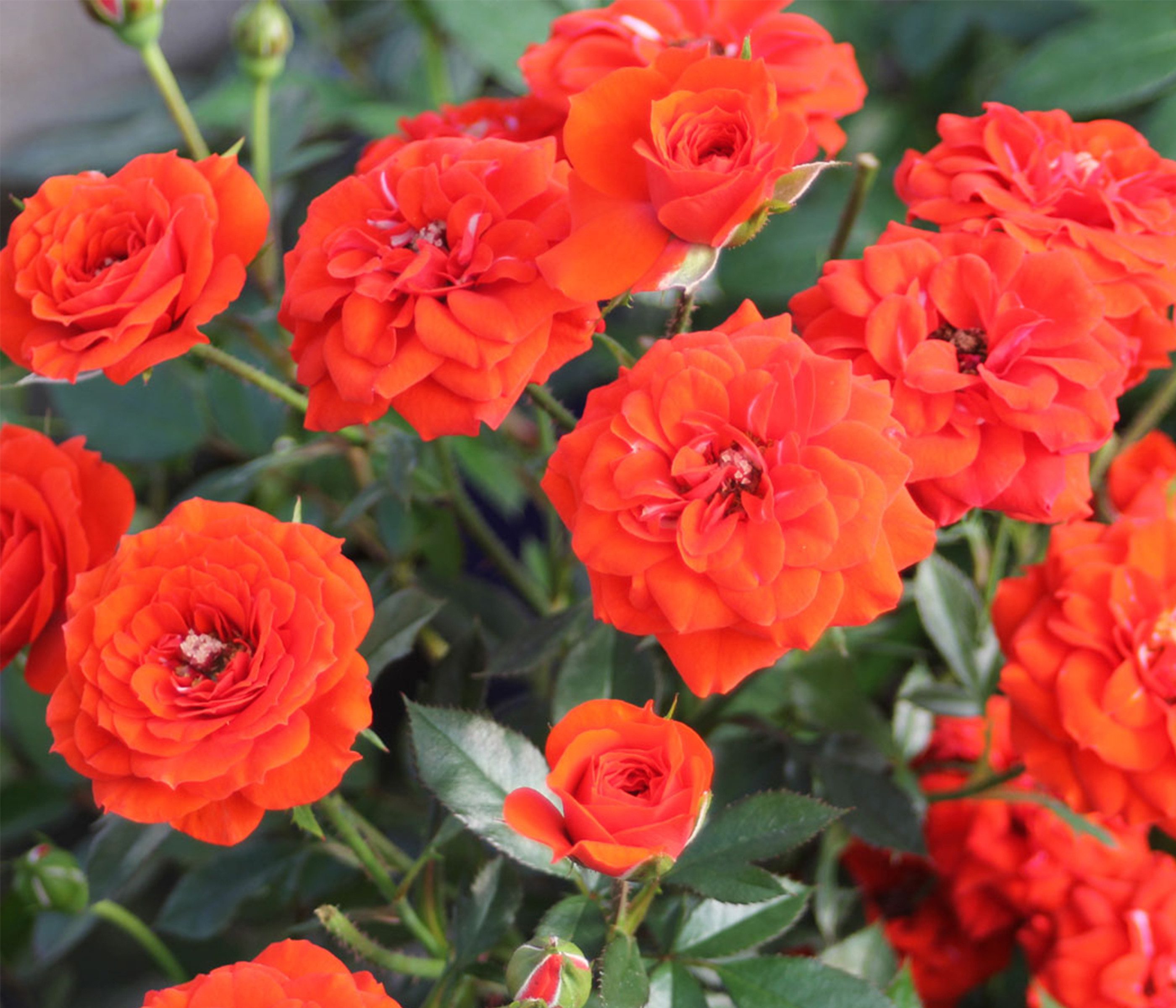 Dehner Rose Zwergrose Orange Babyflor®, orange-farbene Blüten, gefüllt, Züchter Tantau