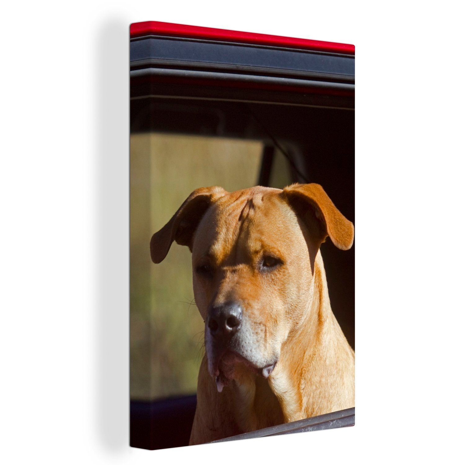 OneMillionCanvasses® Leinwandbild Ein Staffordshire Bull Terrier in einem roten Auto, (1 St), Leinwandbild fertig bespannt inkl. Zackenaufhänger, Gemälde, 20x30 cm