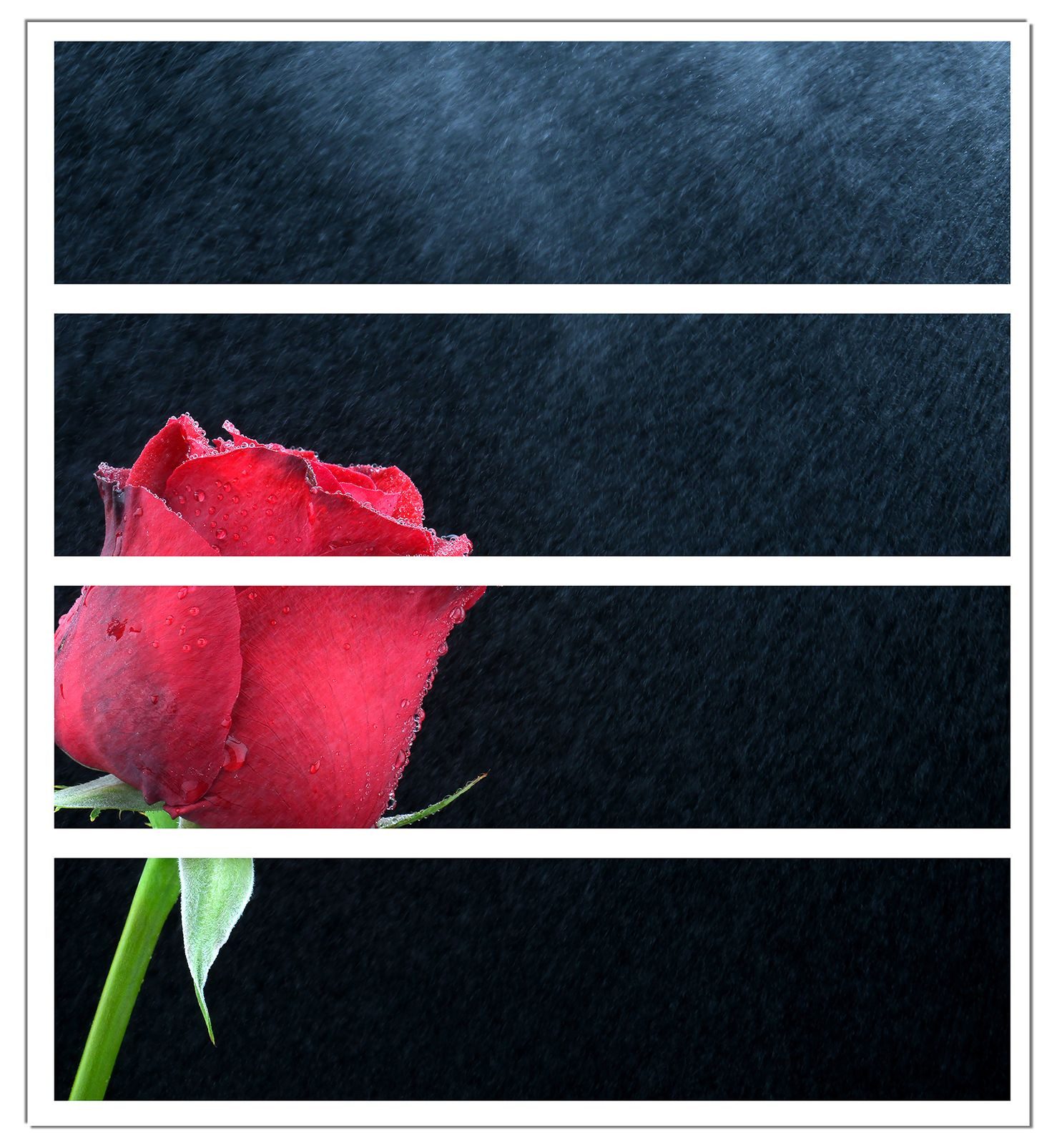 Wallario Möbelfolie Rose vor dunklem Hintergrund