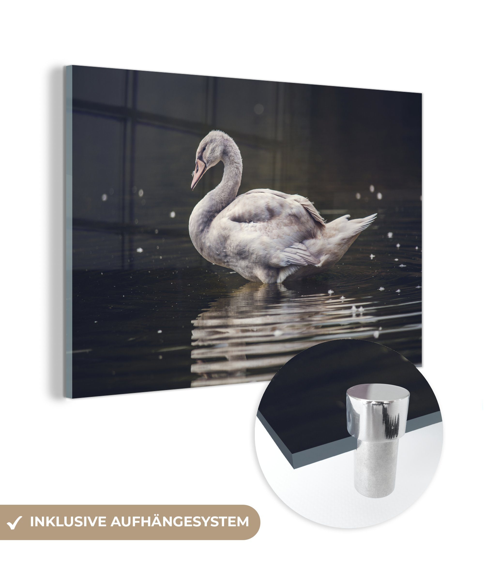 MuchoWow Acrylglasbild Vogel - Schwan - Wasser, (1 St), Acrylglasbilder Wohnzimmer & Schlafzimmer