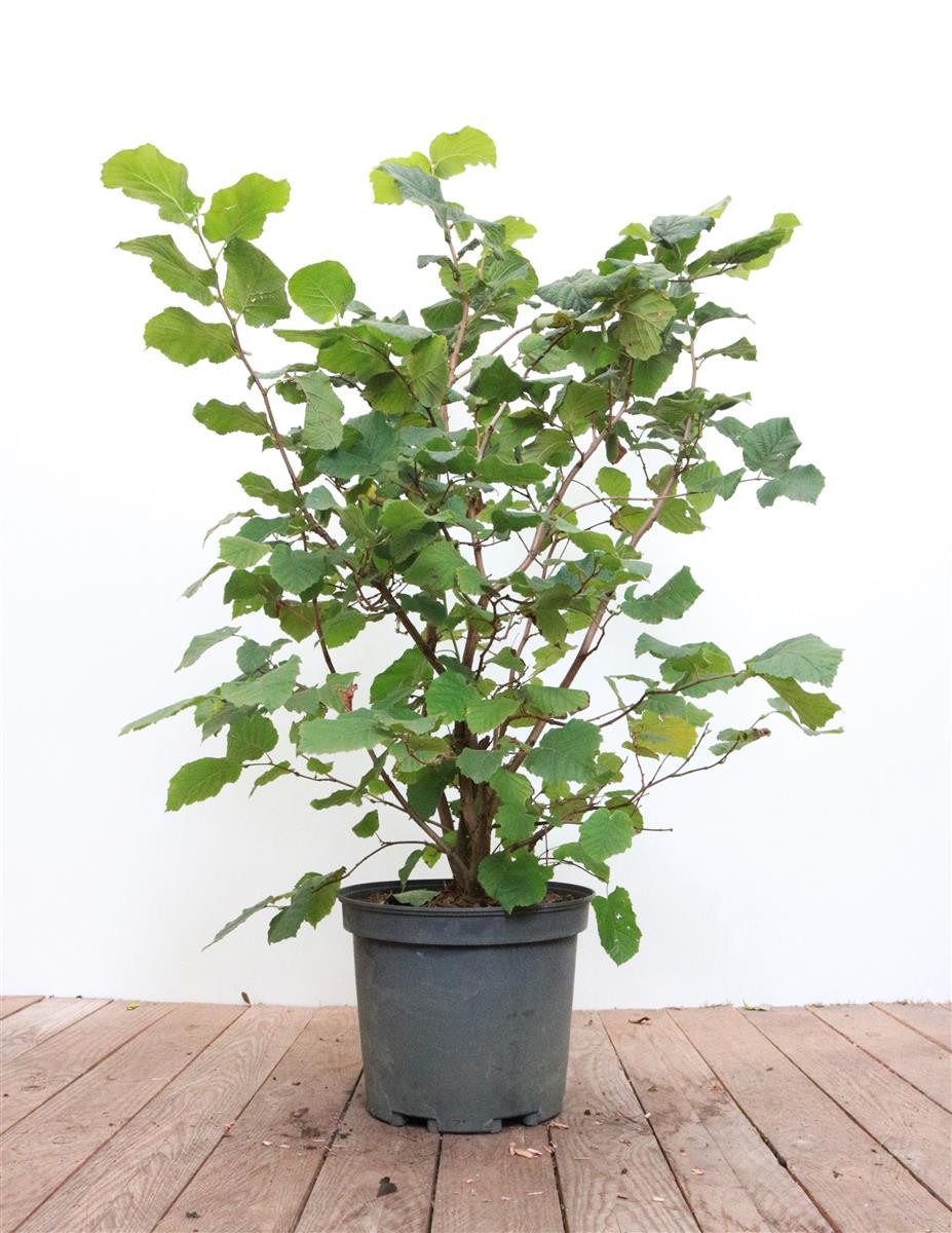 Pflanzen für Dich Gehölze Corylus avellana, 1 St., Haselnuss, Gemeine Hasel, Haselstrauch