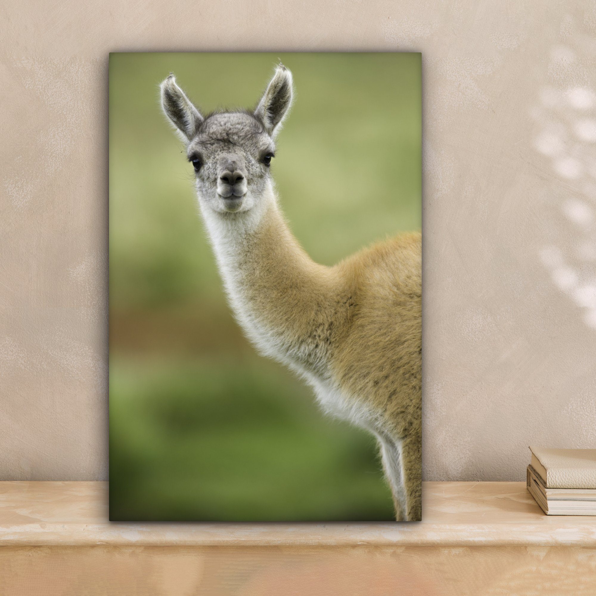 OneMillionCanvasses® Leinwandbild Lama - Tiere cm St), - Gemälde, 20x30 (1 Porträt, fertig bespannt Zackenaufhänger, Leinwandbild inkl