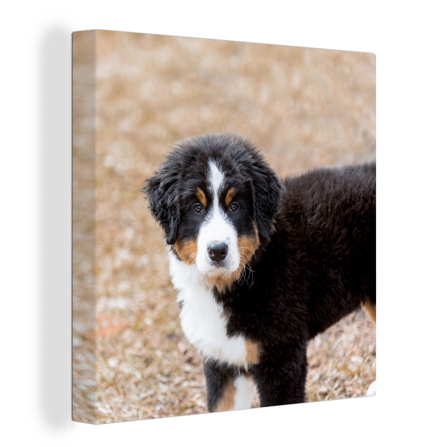 OneMillionCanvasses® Leinwandbild Berner Sennenhund Welpe am Morgen, (1 St), Leinwand Bilder für Wohnzimmer Schlafzimmer