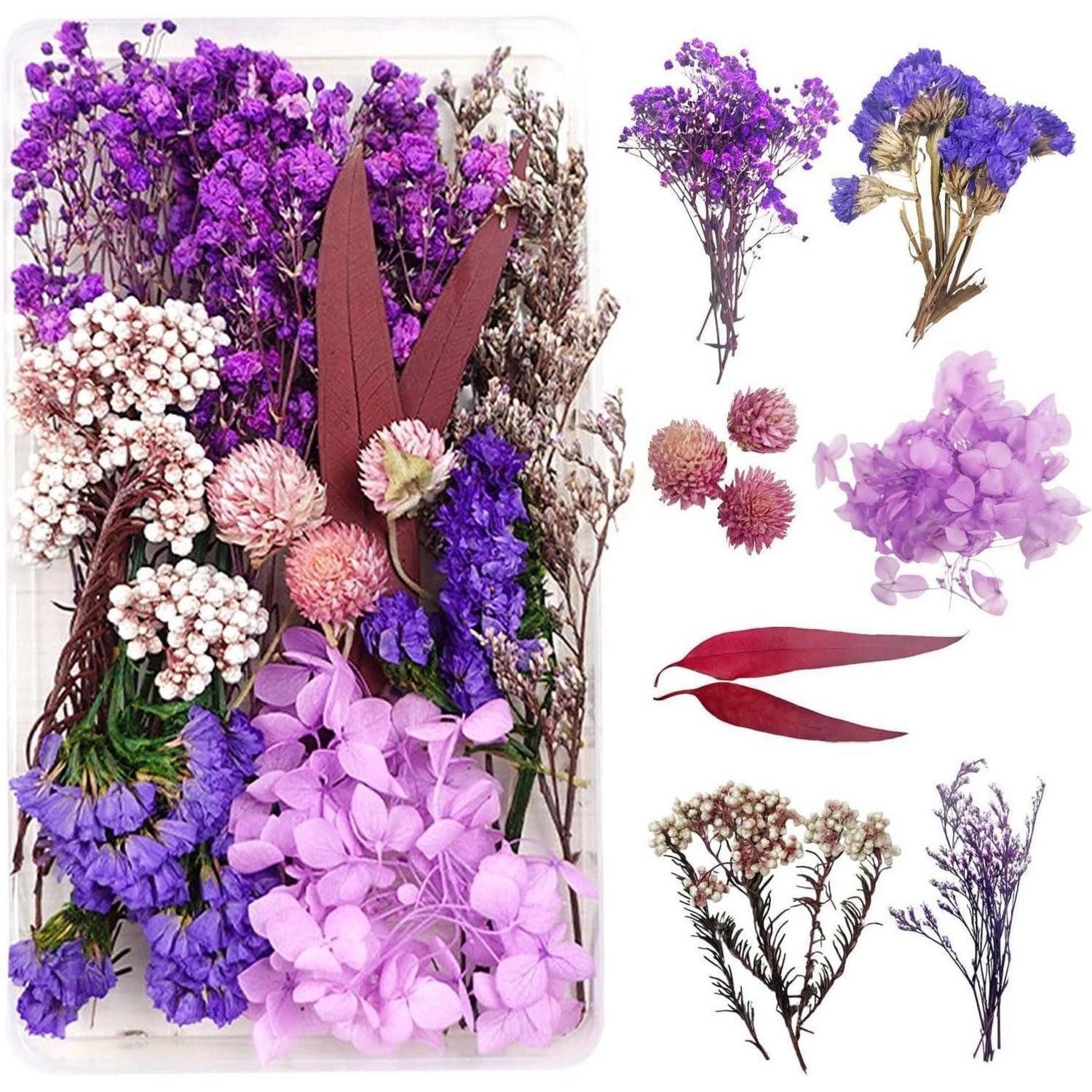 Trockenblume Trockenblumen-Set Lila, Natürlich Getrocknet, LuxusKollektion, Höhe 5 cm