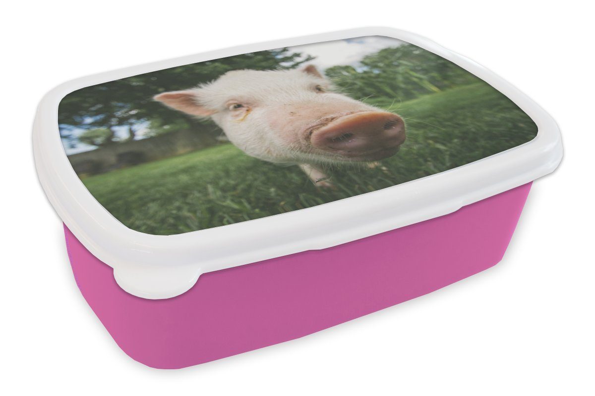 MuchoWow Lunchbox Schwein - Nahaufnahme - Gras, Kunststoff, (2-tlg), Brotbox für Erwachsene, Brotdose Kinder, Snackbox, Mädchen, Kunststoff rosa