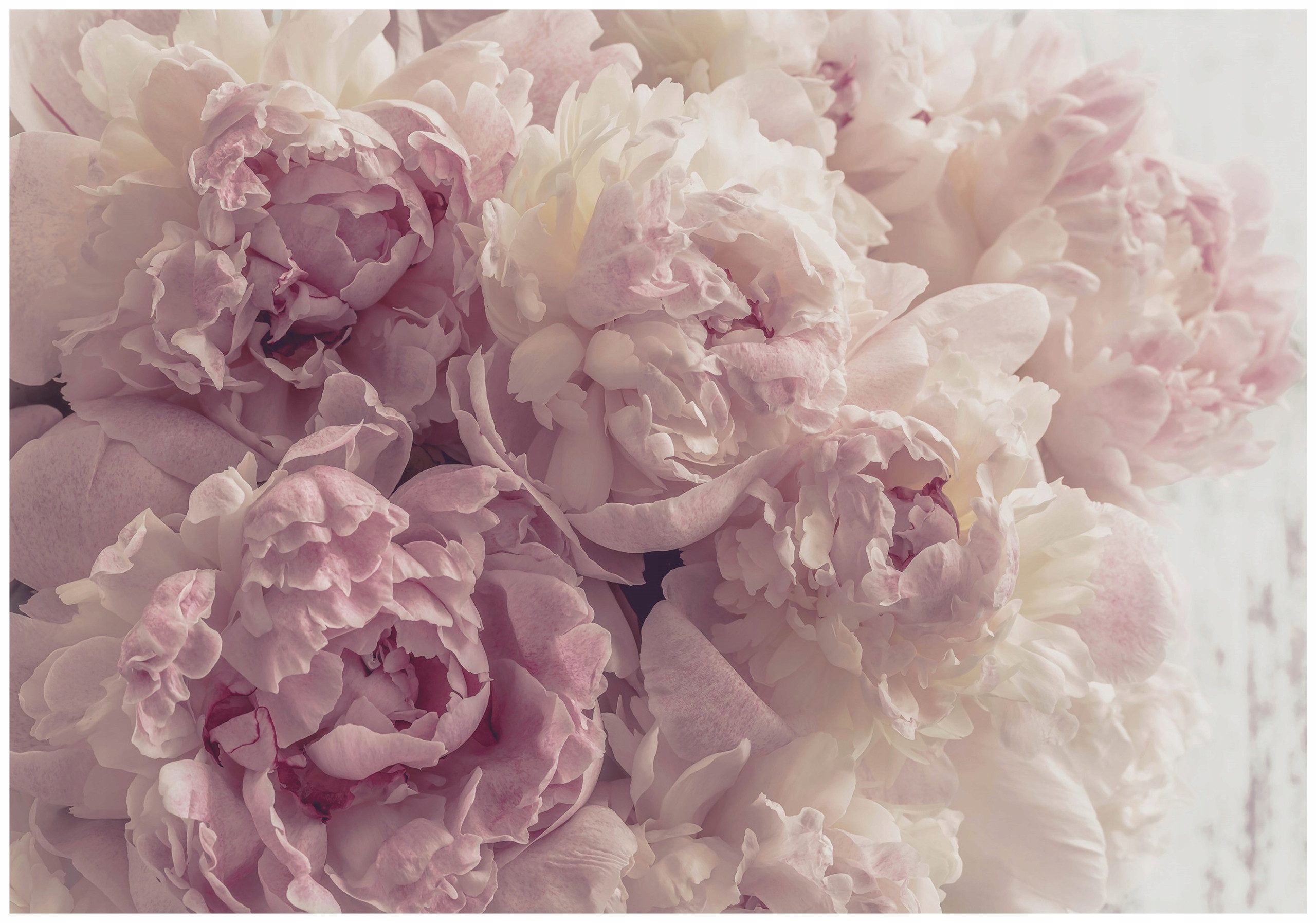 Wallarena Fototapete Blumen Pfingstrosen Rose Vlies Tapete Wohnzimmer Schla günstig online kaufen