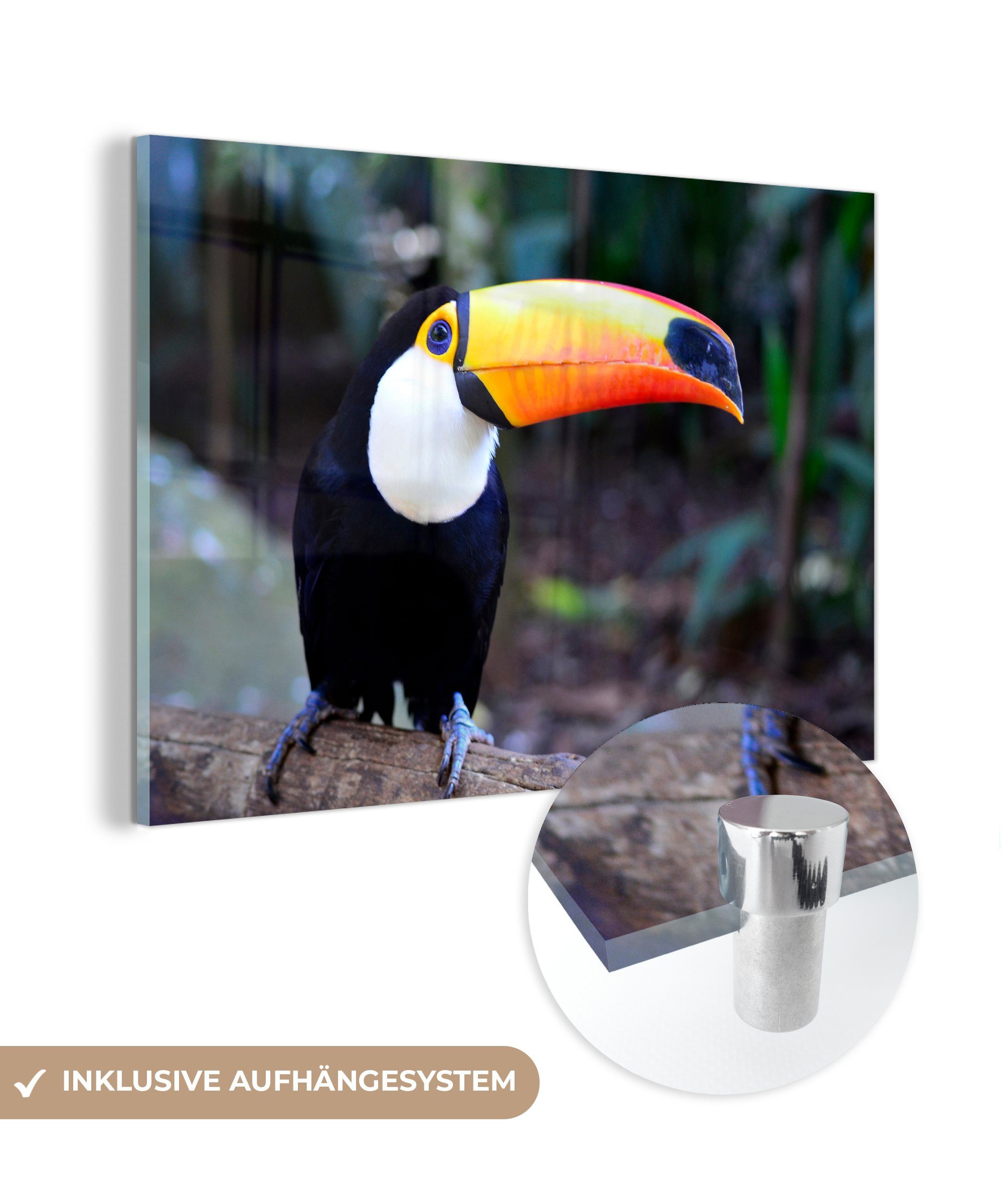 MuchoWow Acrylglasbild Tukan in der Natur Brasiliens, (1 St), Acrylglasbilder Wohnzimmer & Schlafzimmer