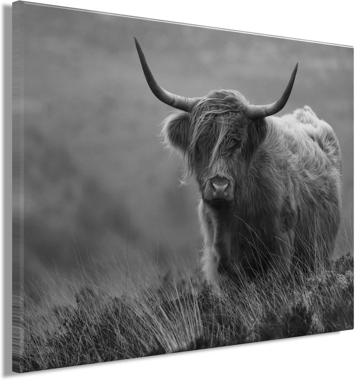 Bönninghoff Bild HOCHLANDRIND SW 46x61 cm – Leinwandbild Keilrahmen Deko modern