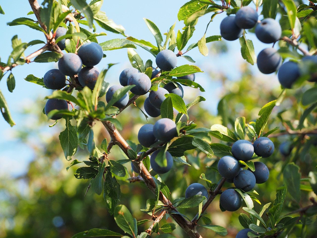 Garten von Ehren Obstpflanze Prunus spinosa Containerware 60 - 100 cm