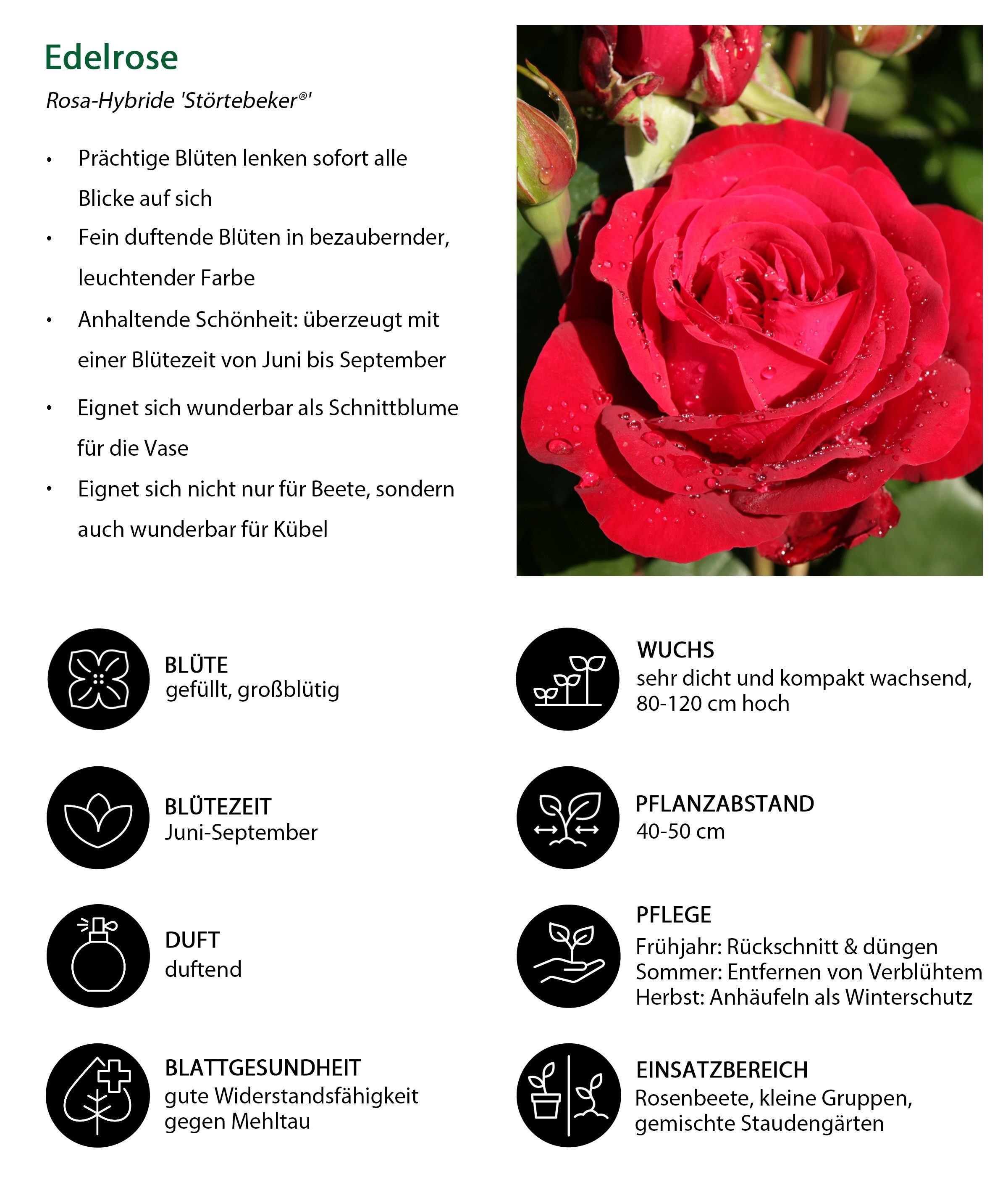 Dehner Rose Edelrose Störtebeker®, 15-30 cm, gefüllt/duftend, rote Blüten, gefüllt und duftend, Züchter Tantau