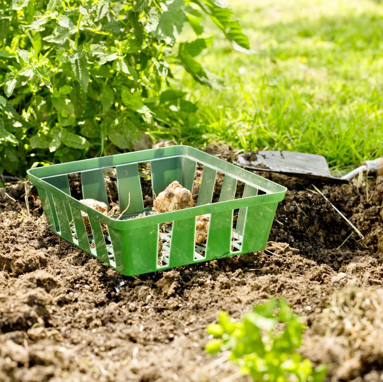 Windhager Blumenerde Windhager Pflanzschale 23,5 x günstig online kaufen