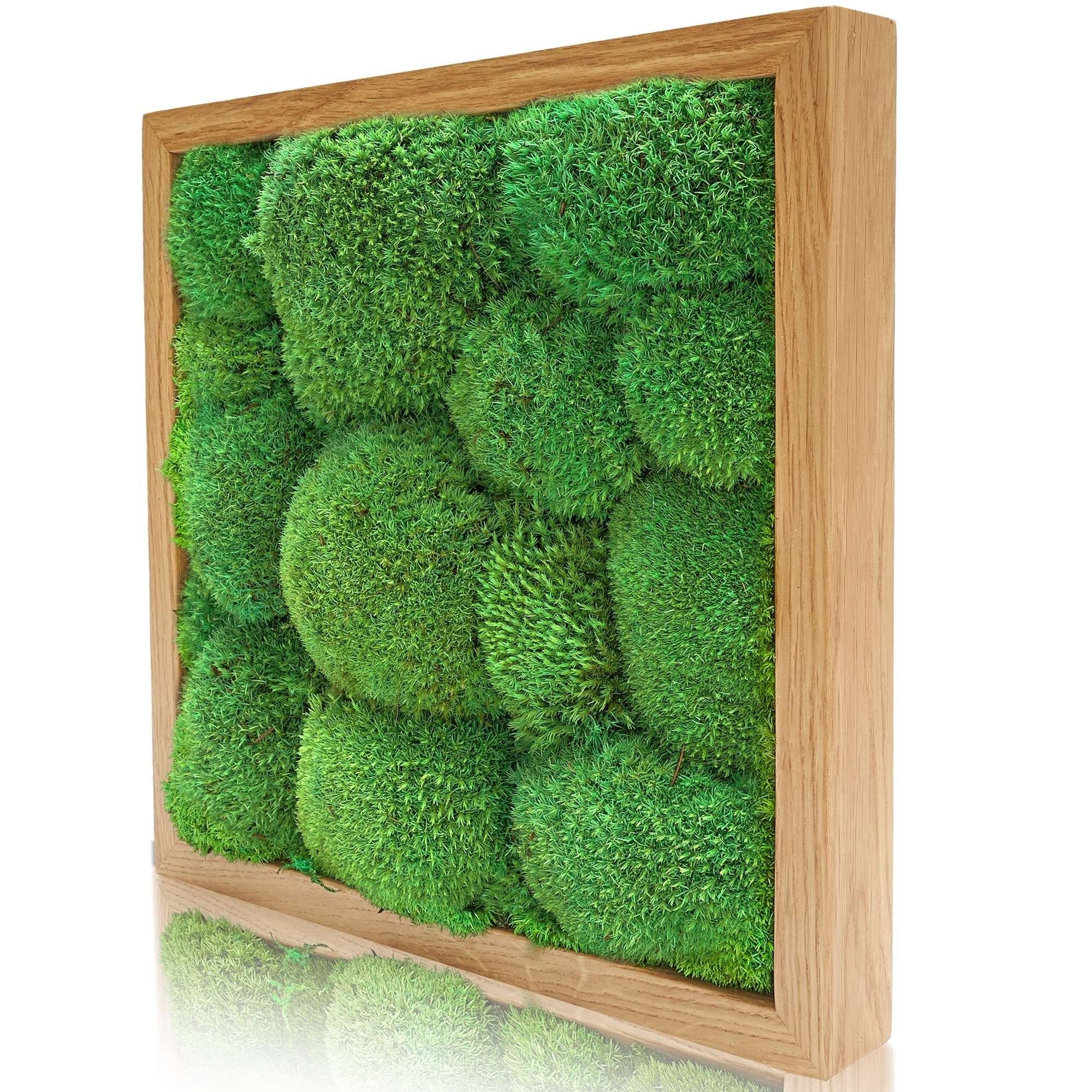 naturewalls Bild Moosbild Kugelmoos - Pflanzenbild günstig online kaufen