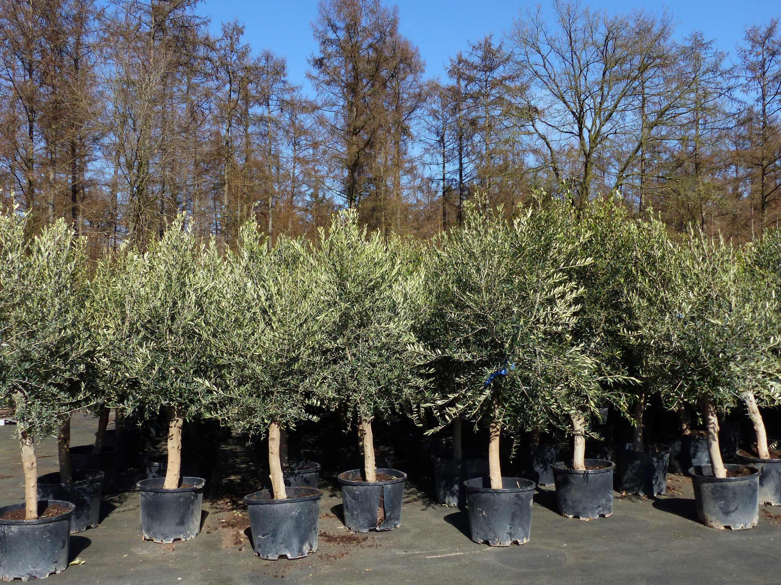 gruenwaren jakubik Olivenbaum 4x Olivenbaum Olive "20 Jahre" 180 - 220 cm, Stammumfang 20 - 30 cm