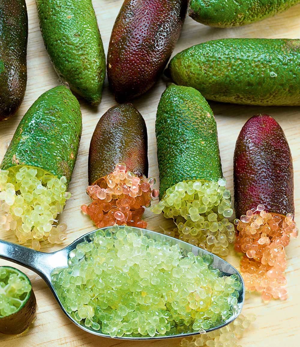 BALDUR Garten Obstpflanze Kaviar-Limette, 1 St., Caviarlimette, immergrün, pflegeleicht