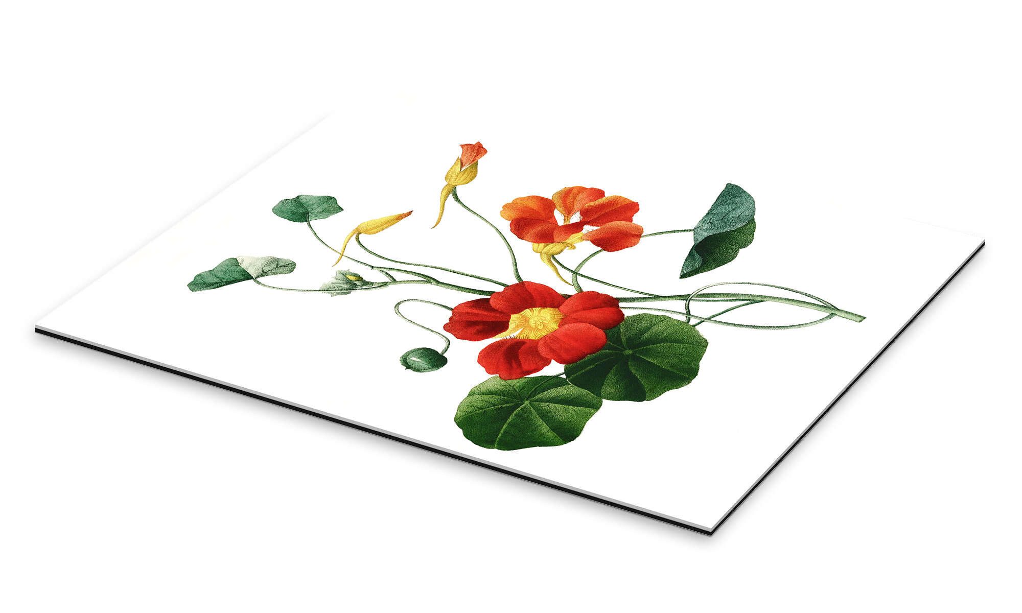 Posterlounge Wandbild Kapuzinerkresse, Pierre Joseph Redouté, günstig online kaufen