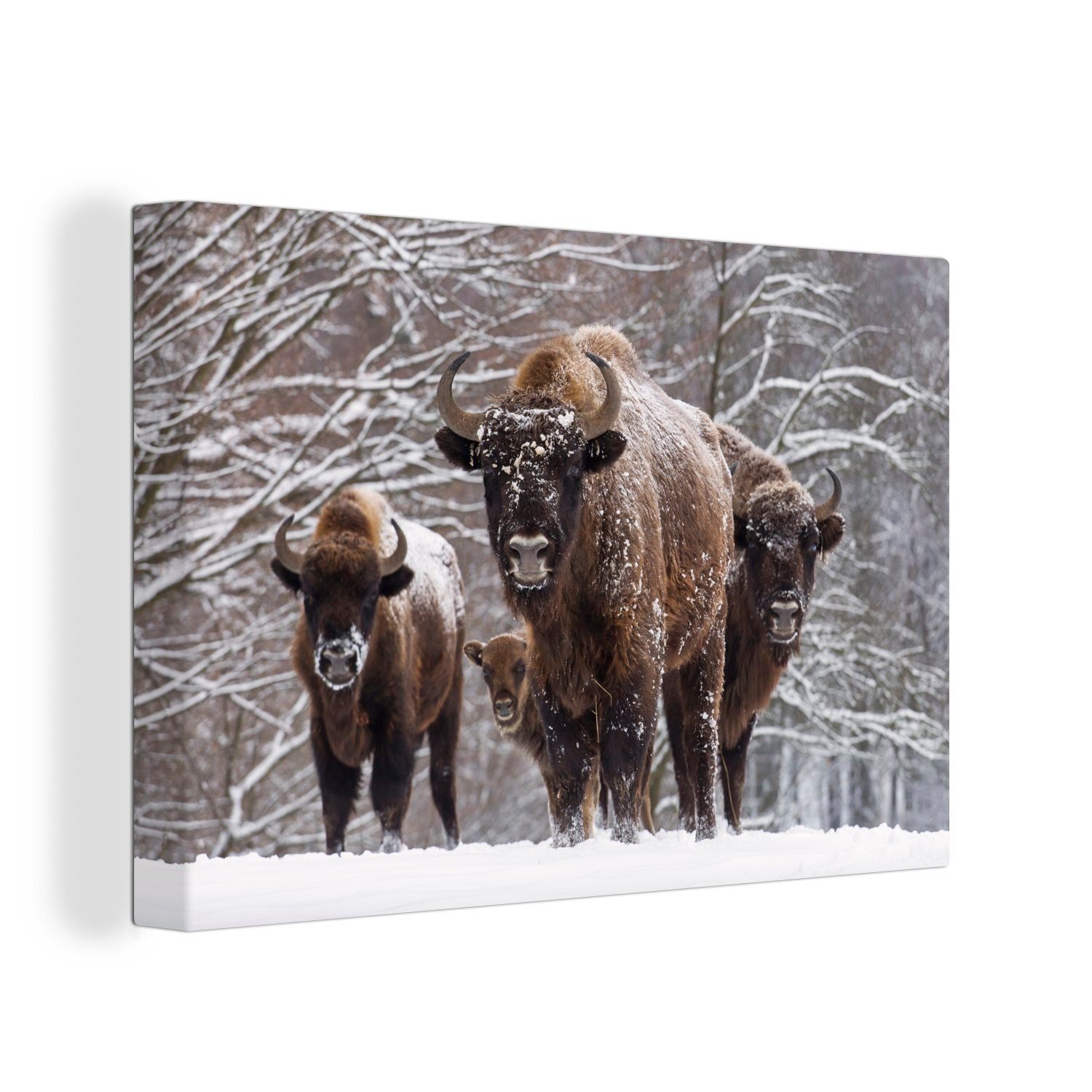 OneMillionCanvasses® Leinwandbild Bisonfamilie in der Winterlandschaft des Białowieża-Nationalparks, (1 St), Wandbild Leinwandbilder, Aufhängefertig, Wanddeko, 30x20 cm