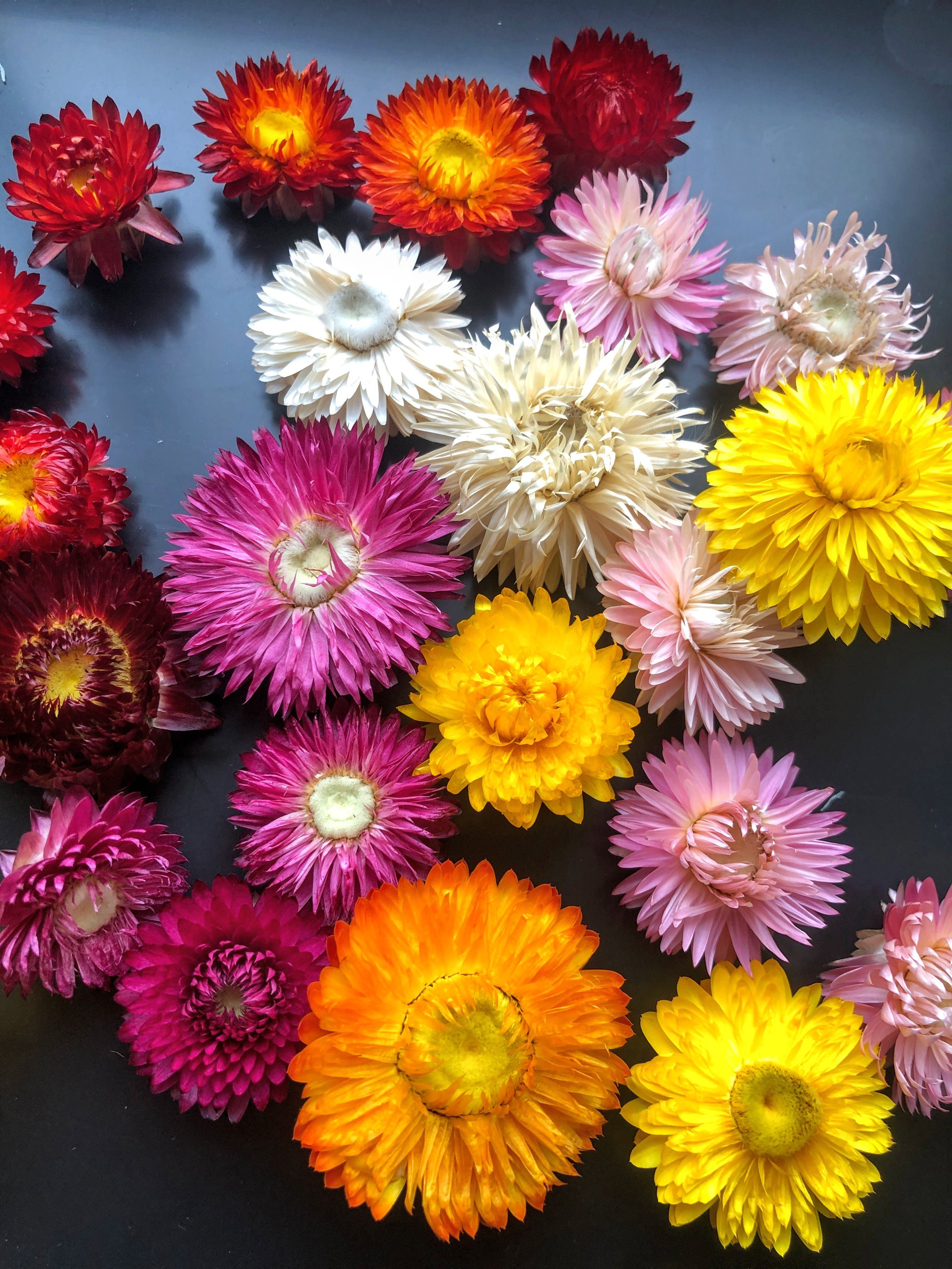 gemischt Strohblumenköpfe sortiert getrocknet: Lila, Kunstharz.Art Trockenblume Helichrysum farblich - oder