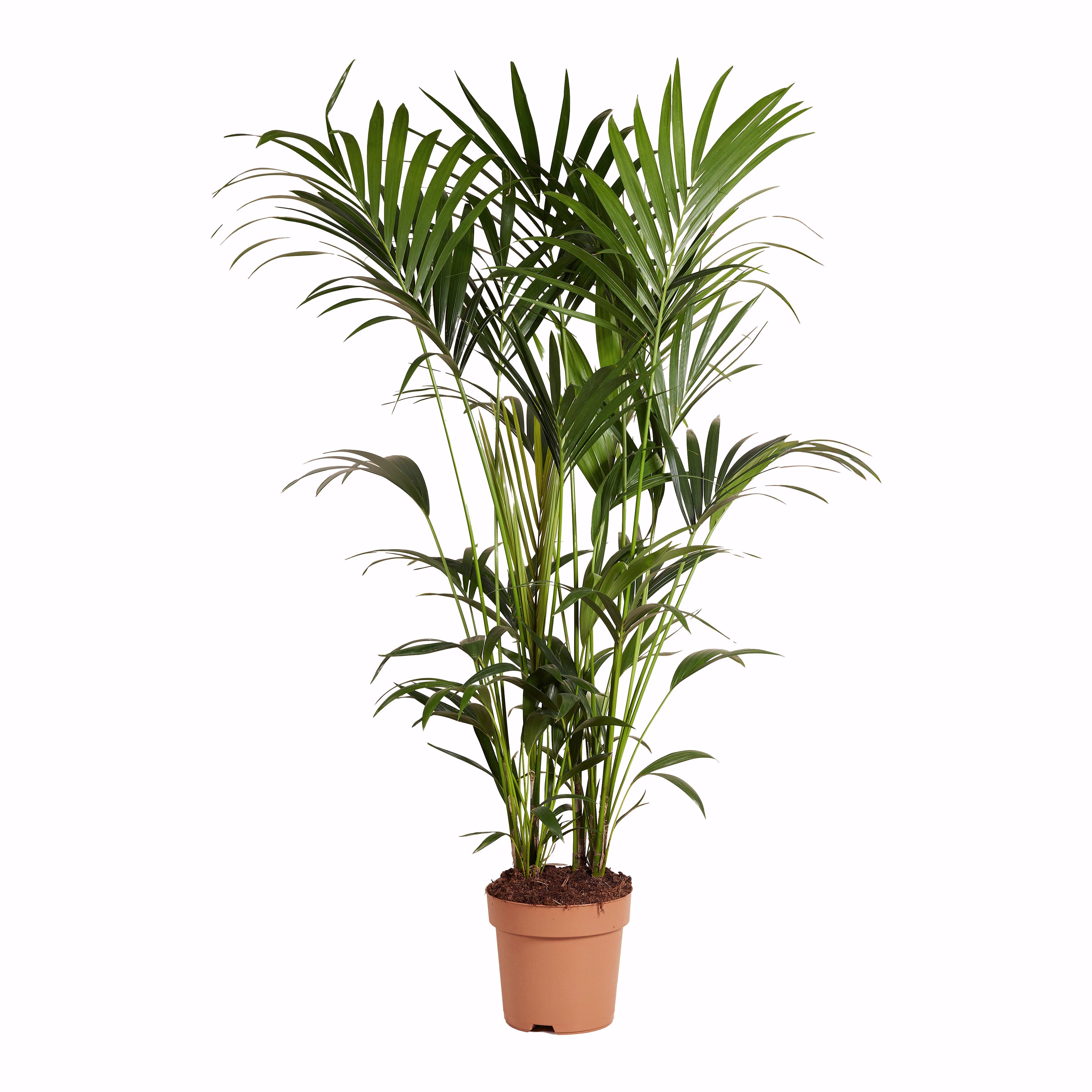 Bloomique Zimmerpflanze Bloomique - Howea Forsteriana - Kentia-Palme - XXL-Zimmerpflanzen - Lu, 1 St.