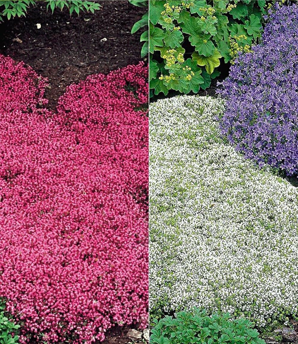 BALDUR Garten Bodendecker Thymian-Kollektion rot und weiß, 6 St., Bodendecker-thymian, immergrün,winterhart, mehrjährig