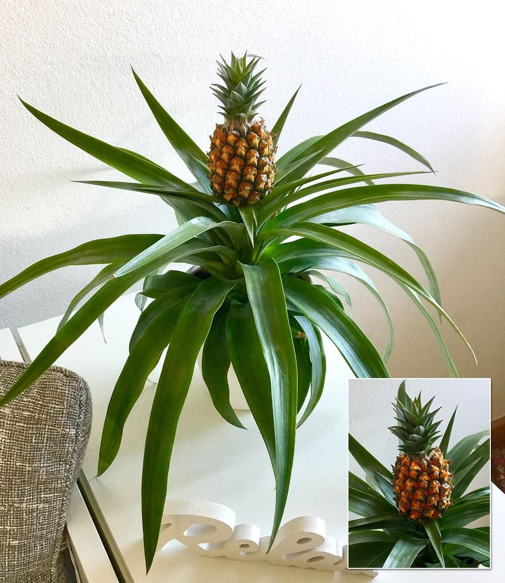 BALDUR Garten Zimmerpflanze Ananaspflanze 'Corona', 1 St., Zimmerpflanze