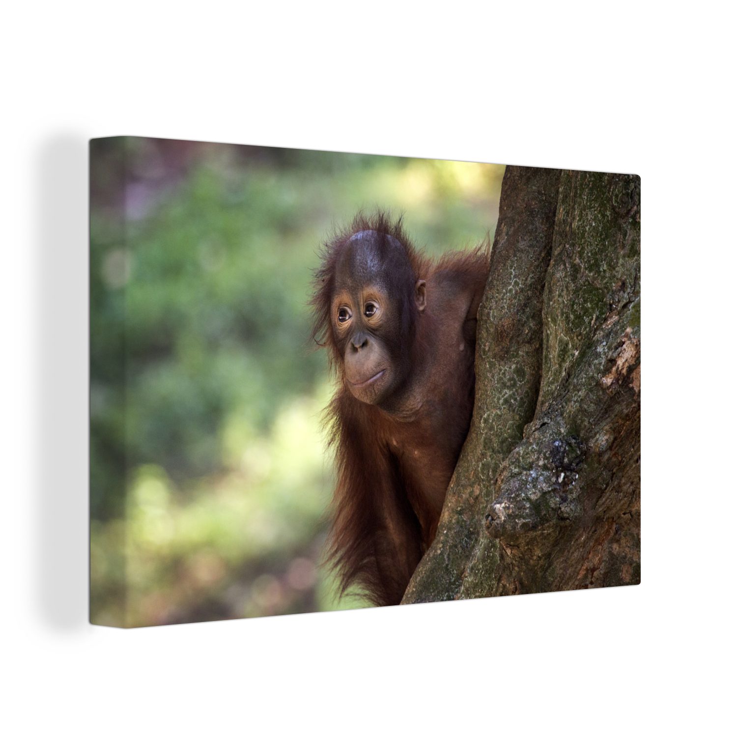 OneMillionCanvasses® Leinwandbild Kleiner Orang-Utan hinter einem Baum, (1 St), Wandbild Leinwandbilder, Aufhängefertig, Wanddeko, 30x20 cm