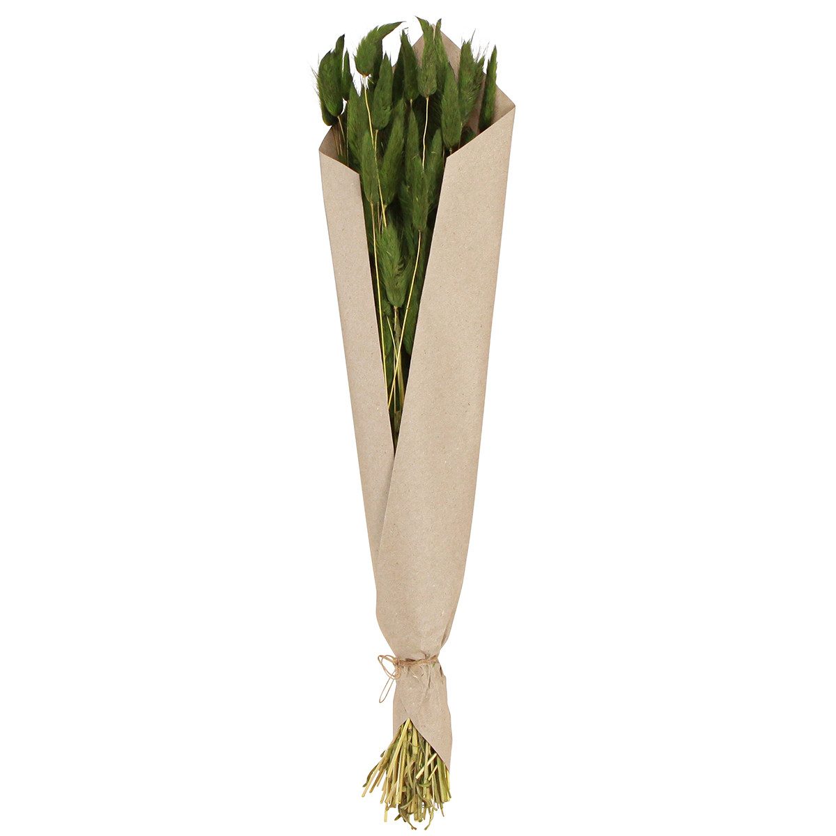 Trockenblume Hasenschwanzgras Deko Trockenblumen Samtgras Elegante, Viana, Höhe 20 cm