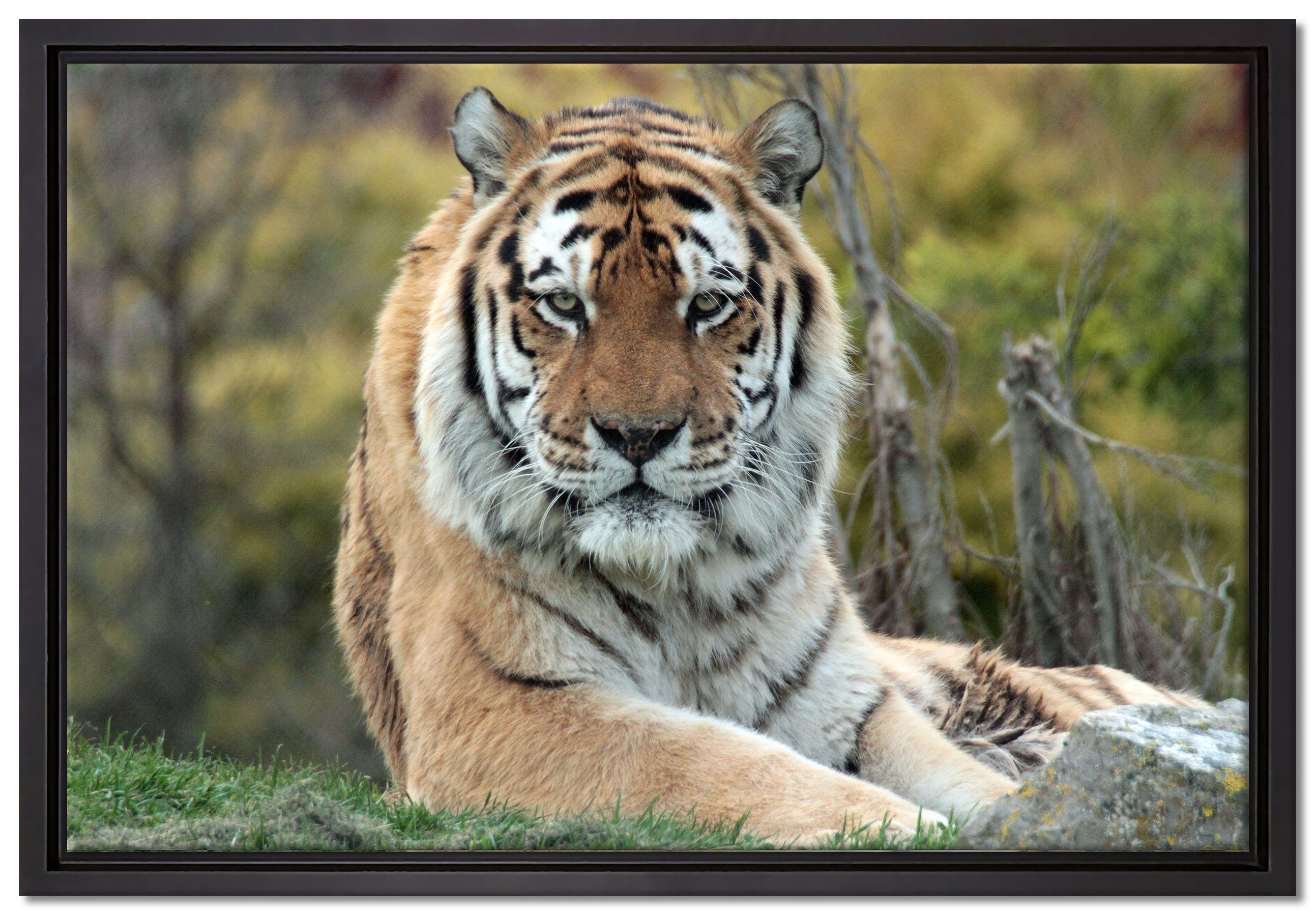 Pixxprint Leinwandbild schöner Tiger auf Wiese, Wanddekoration (1 St), Leinwandbild fertig bespannt, in einem Schattenfugen-Bilderrahmen gefasst, inkl. Zackenaufhänger