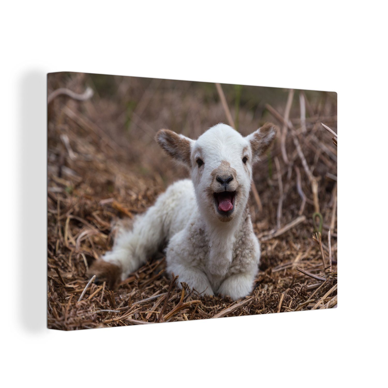 cm (1 Aufhängefertig, St), 30x20 OneMillionCanvasses® Lamms, Wandbild neugeborenen Bild eines Wanddeko, Leinwandbilder, Leinwandbild