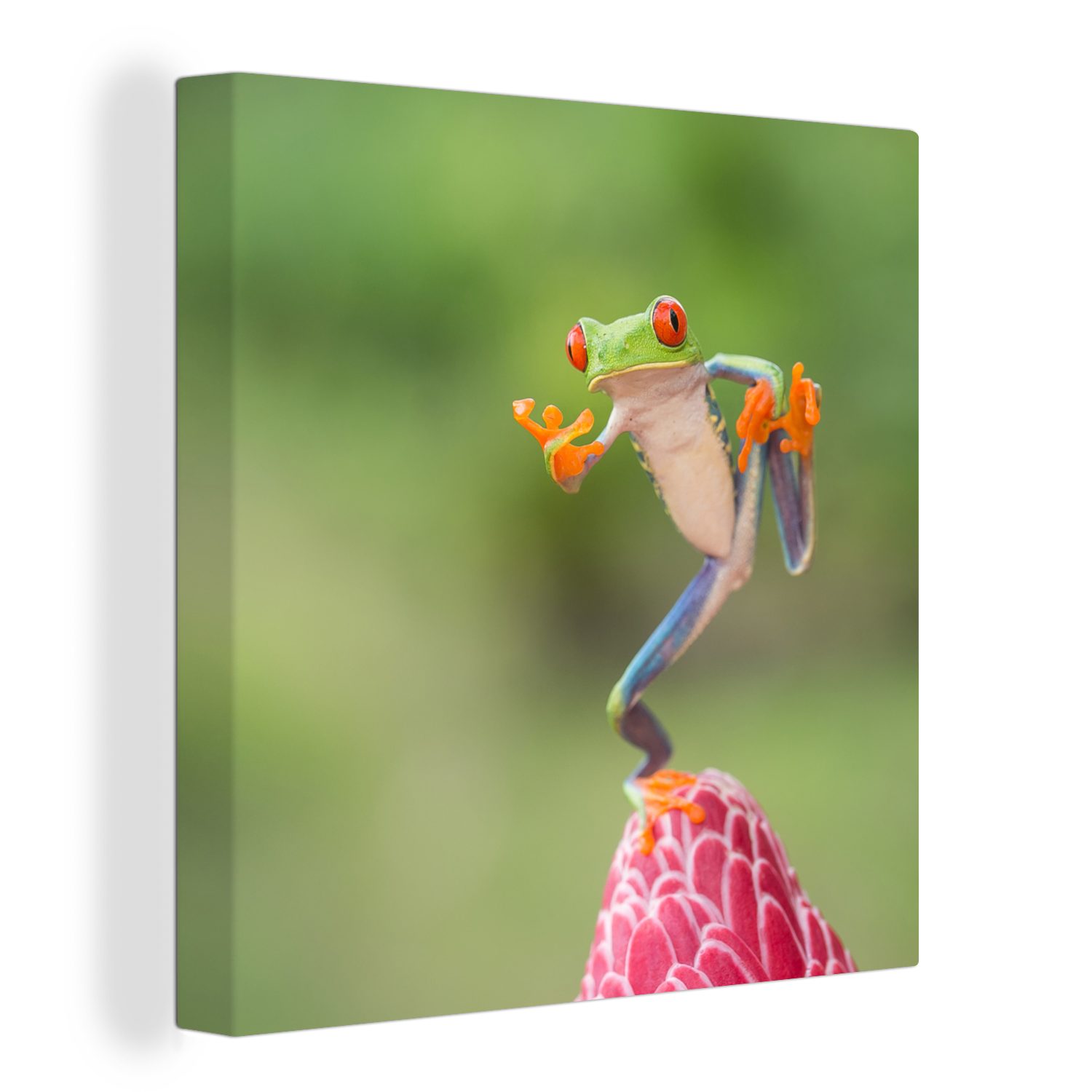OneMillionCanvasses® Leinwandbild Der rotäugige Laubfrosch in Costa Rica, (1 St), Leinwand Bilder für Wohnzimmer Schlafzimmer