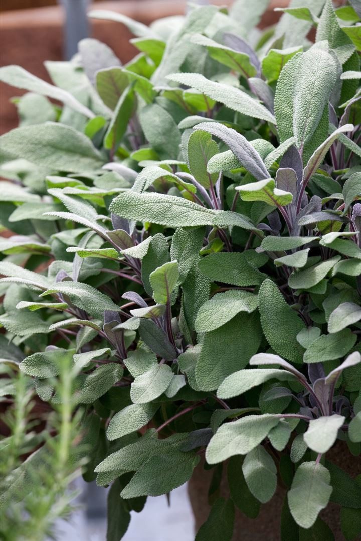 Pflanzen für Dich Staude Salvia officinalis Purpurascens, 1 St., Purpur-Salbei, Roter Salbei, Purpursalbei, Purpursalbei