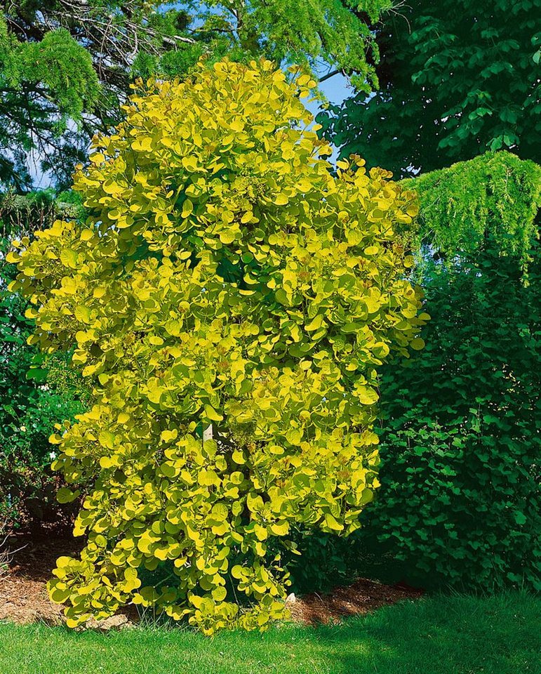 Pflanzen für Dich Gehölze Cotinus coggygria Golden Spirit, 1 St., Perückenstrauch, Gelber Perückenstrauch